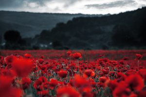 Remembrance day - mental health. Field of poppies