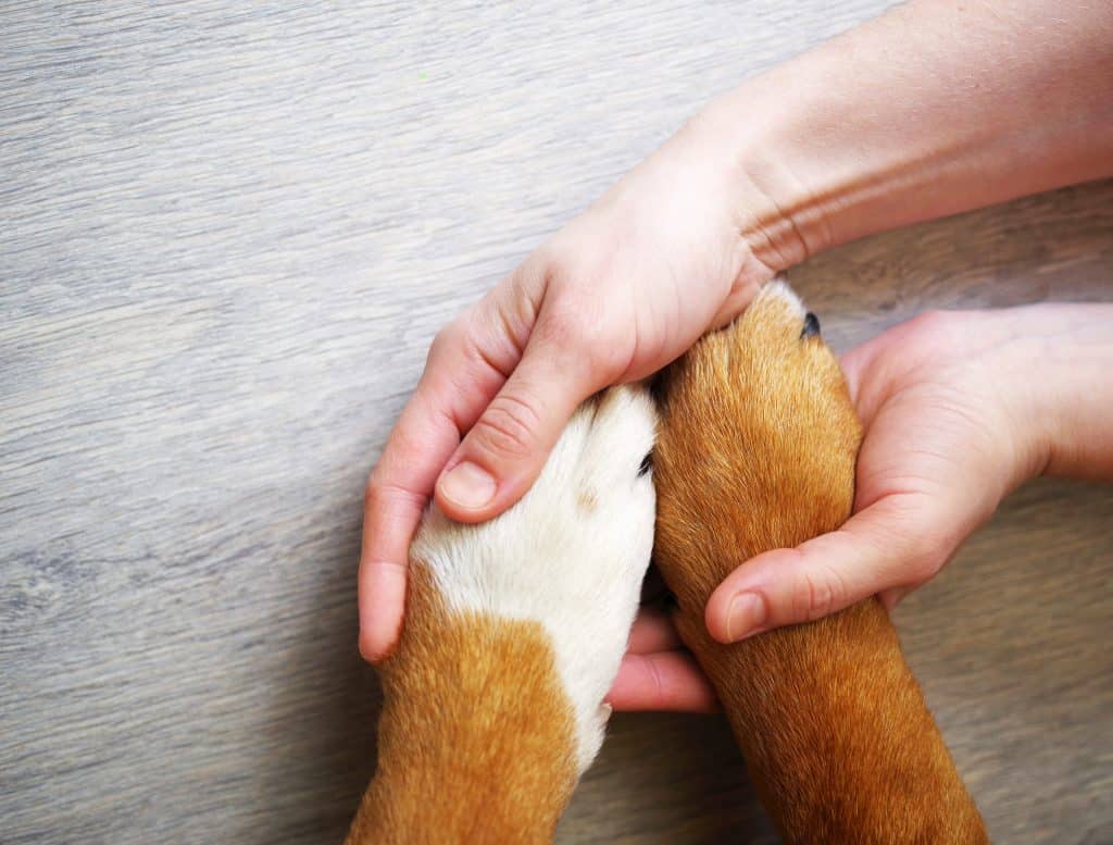 Dog paws and human hand close up, top view