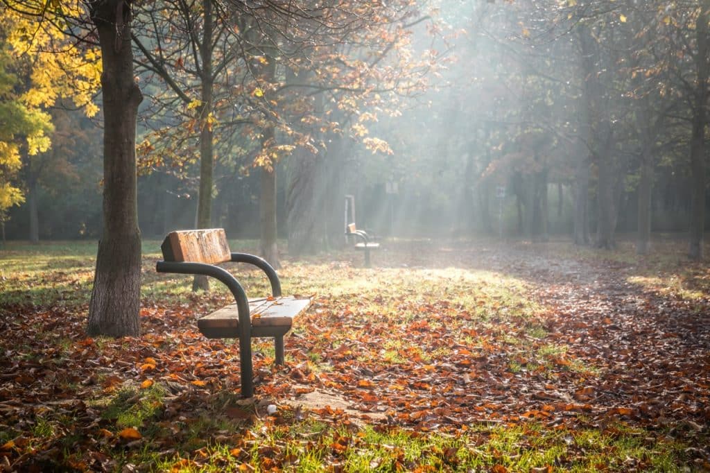 illuminated park bench on an early foggy morning in autumn