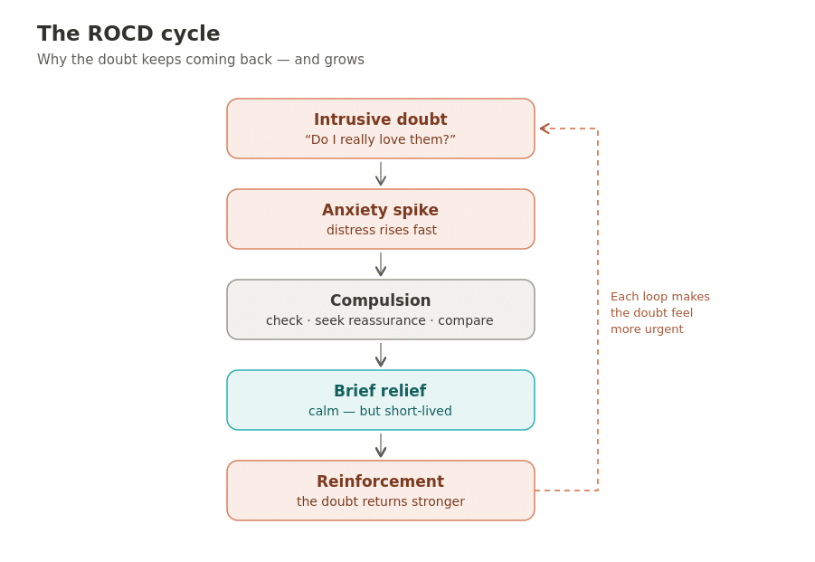 Relationship Ocd (Rocd): Signs, Causes, And How To Quiet Relentless Doubt Diagram of the relationship OCD cycle: an intrusive doubt leads to an anxiety spike, then a compulsion, then brief relief, then reinforcement that returns the doubt more strongly.